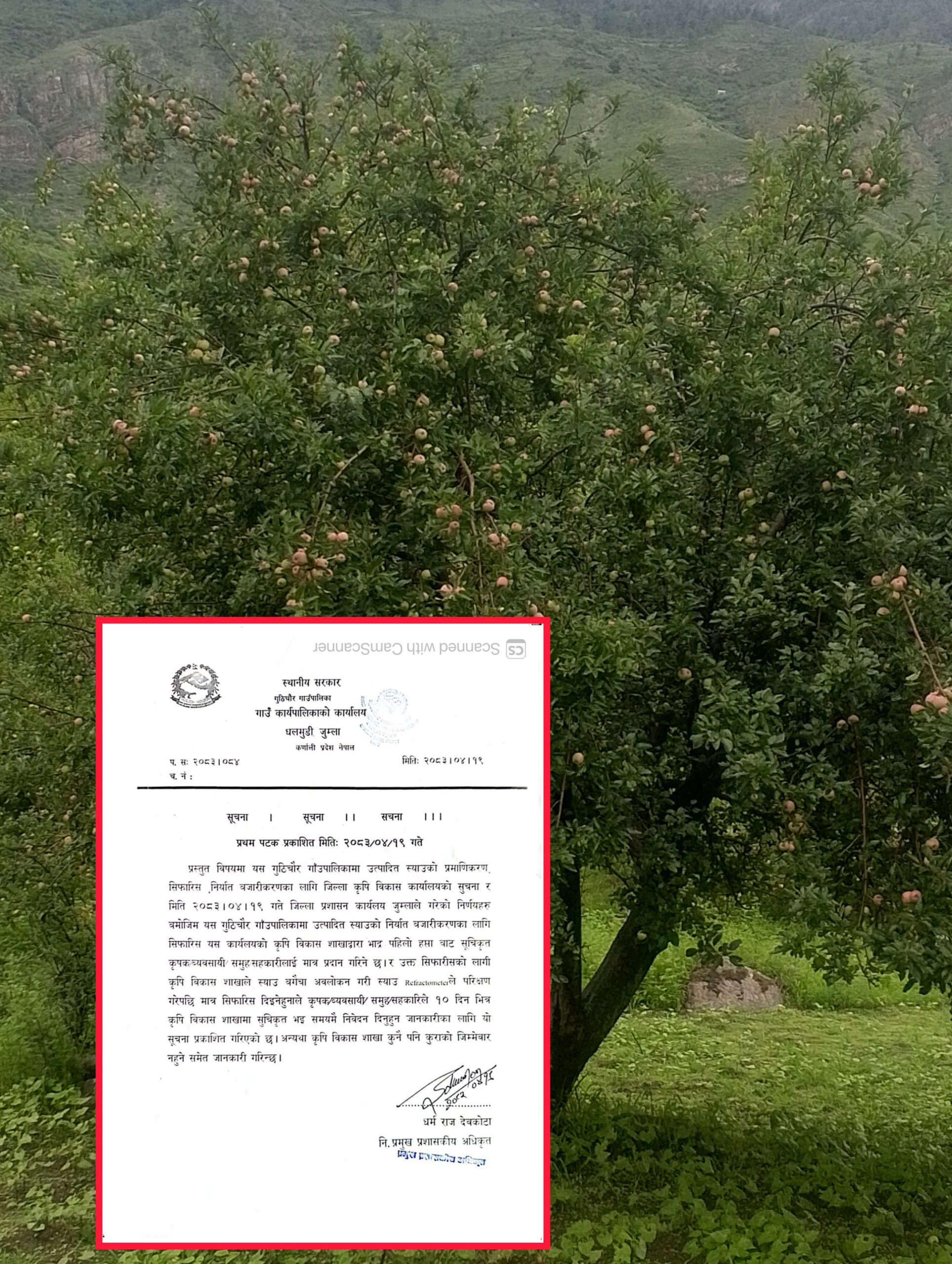 गुठीचौरको स्याउको गुणस्तर जोगाउन कडाइ: प्राविधिक परीक्षणपछि मात्रै निर्यातको सिफारिस पाइने